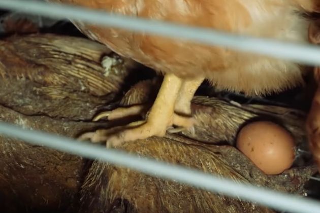 tarca, kmetija, reja-kokosi