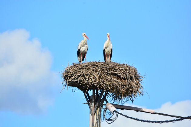 štorklje, bele-štorklje, štorklja, štrk