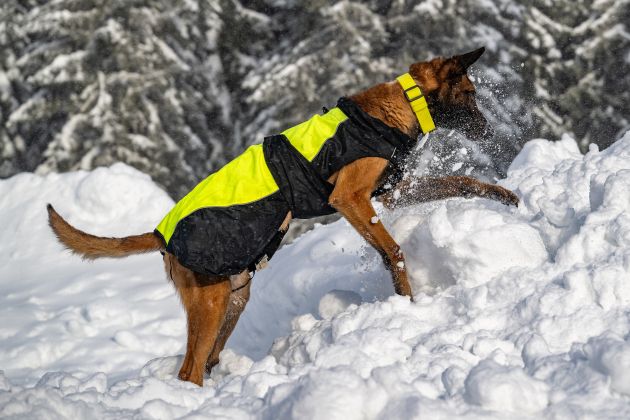 lavinski pes snezni plaz.jpg