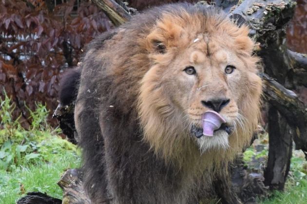 raman azijski lev zoo ljubljana.jpg