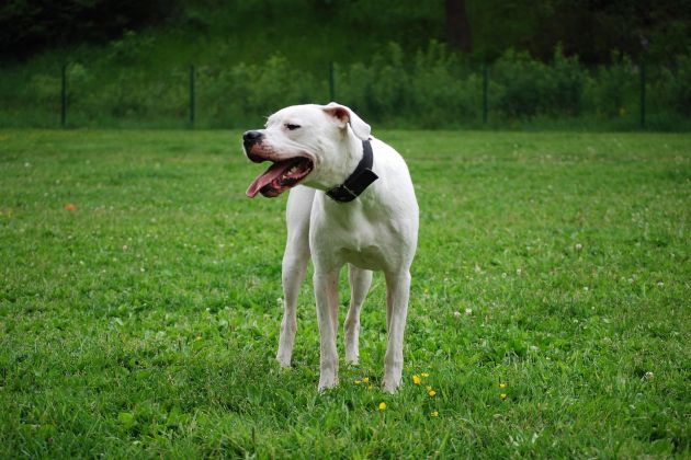 dogo argentino argentinska doga px.jpg