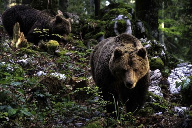 medvedka mladic bobo.jpg