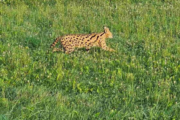 afriška divja mačka