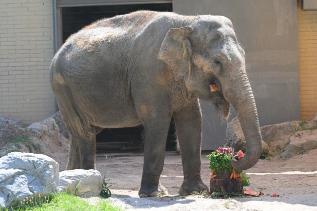 slonica ganga zoo ljubljana.jpg