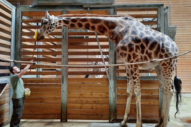 cveto, zivalski-vrt, zirafa