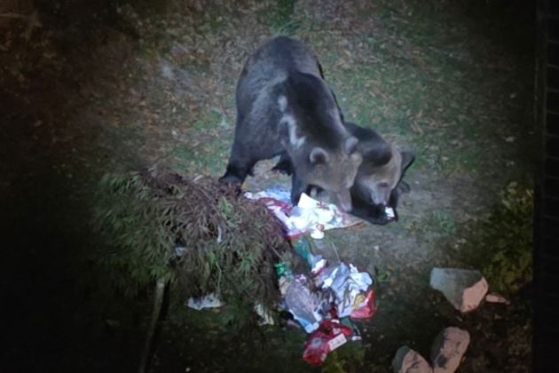 medvedka mladic rakitna.jpg