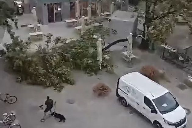 drevo ljubljana vihar.jpg