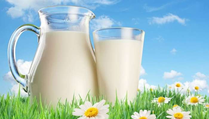 mleko krava zdravje tony