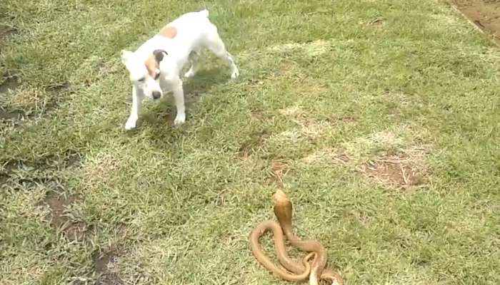 Jack Russell terier, pes, kapska kobra, kača