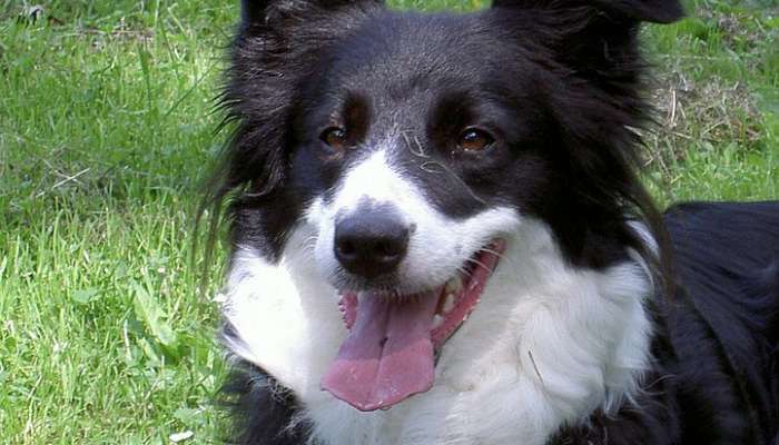 border collie