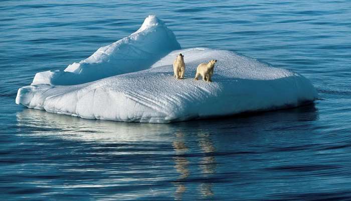 Severni medved, led, Antarktika, Arktika