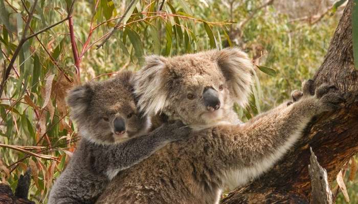 koala