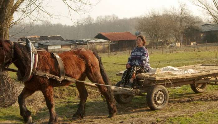 Voz, konj, Romi