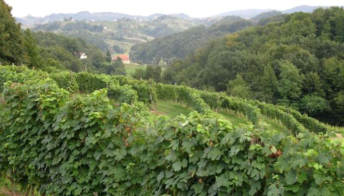 mali okic haloze vinograd slovenija