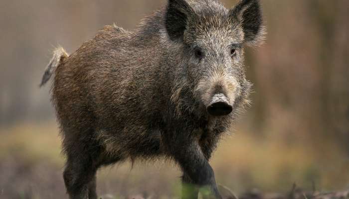 sus-scrofa