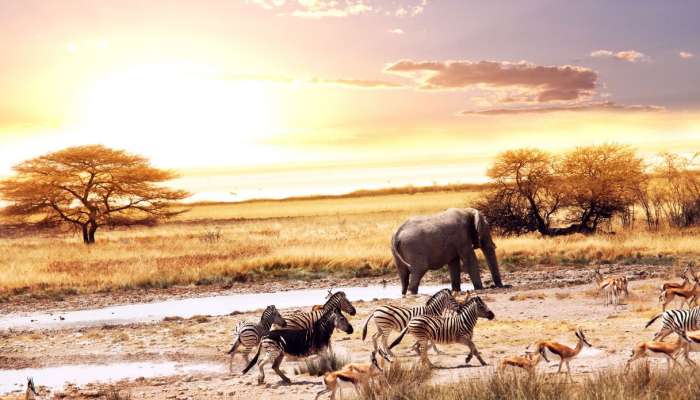 Afrika, savana, slon, zebre, antilope