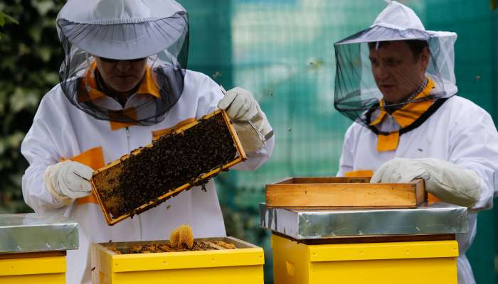 čebele čebelerstvo med čebelarji