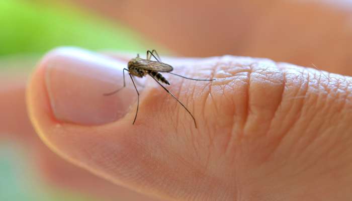 Skoraj 20-krat se je povečalo število komarjev