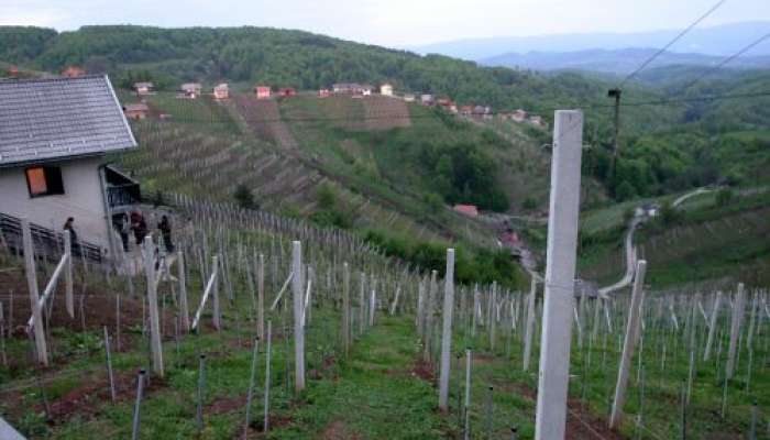 Zidanica in vinograd