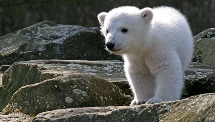 Knut