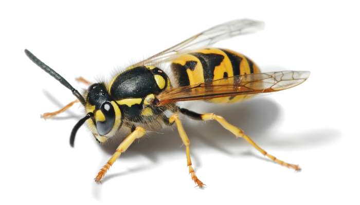 European_Wasp_-_Full_Body_Picture