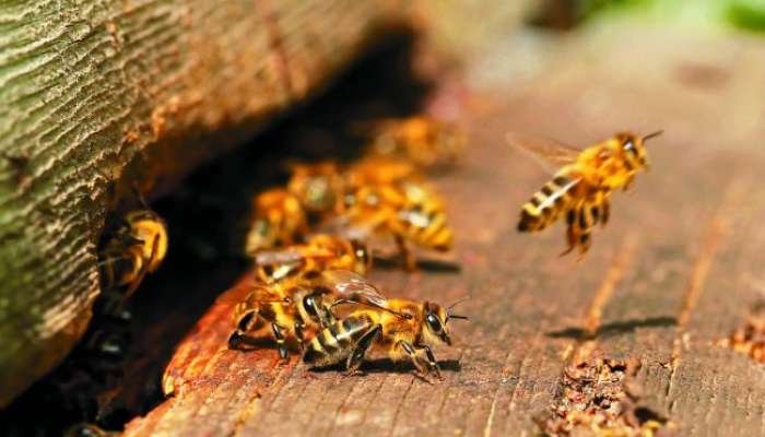 Nova grožnja za čebele