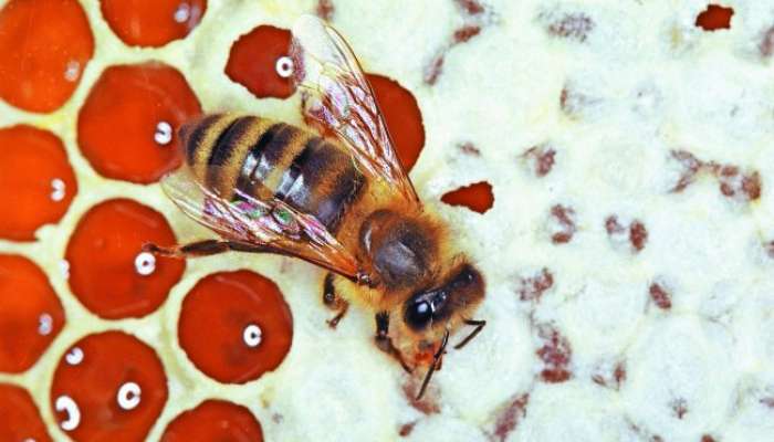Zdravljenje s čebeljim strupom