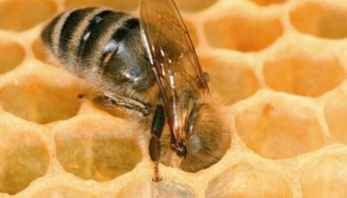 Država uničuje čebele?