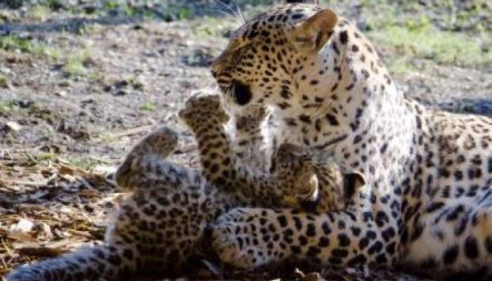 Živahna leopardja mladička
