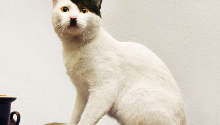 hitlercat