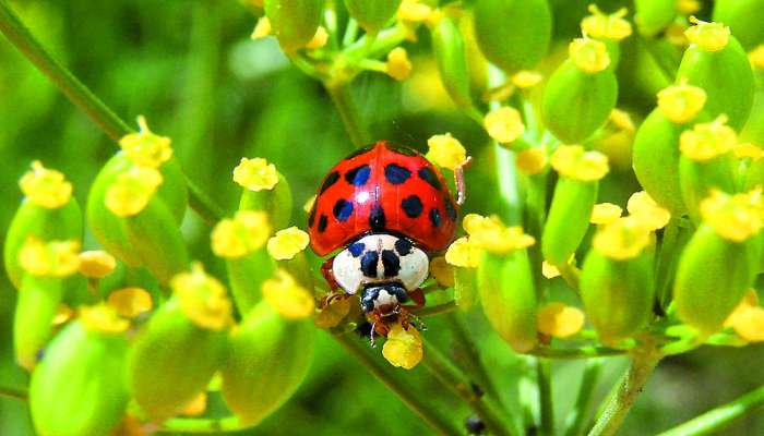 globalizacija_harlekinska polonica