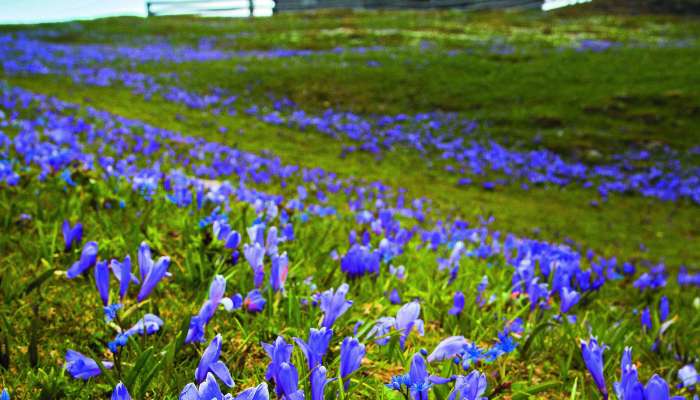 velika_planina01