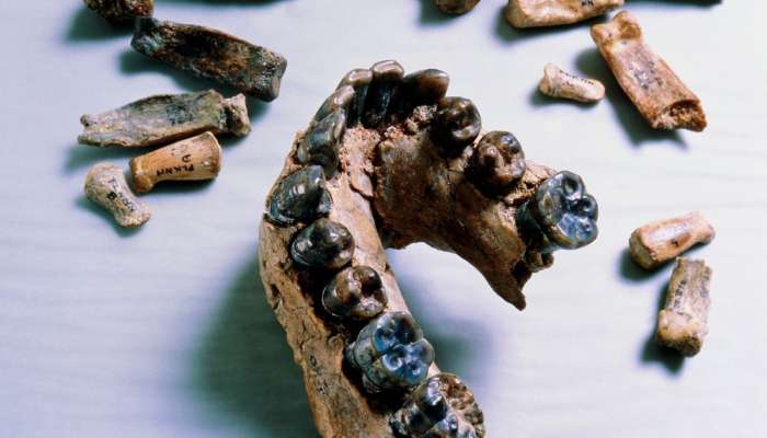 homo habilis