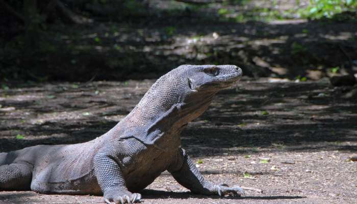 komodoški_varan