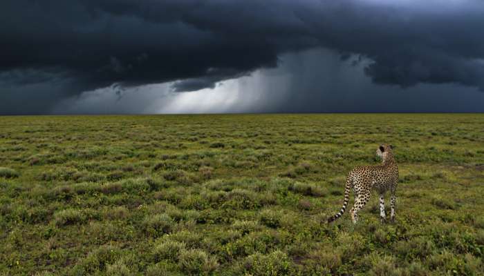 Gepard, nevihta, savana