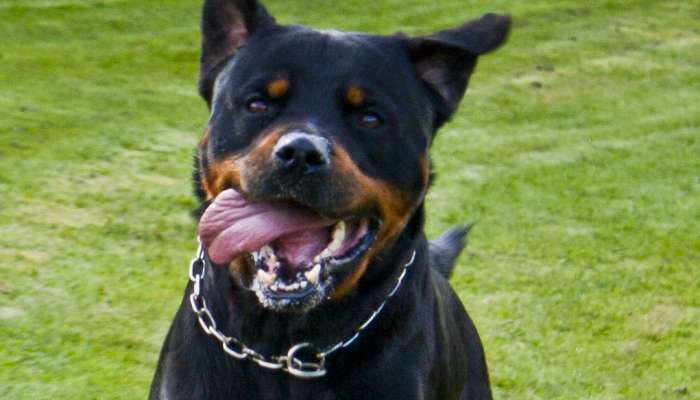 rotvajler rottweiler