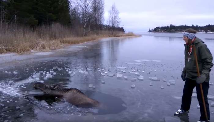 los, jezero, ujet