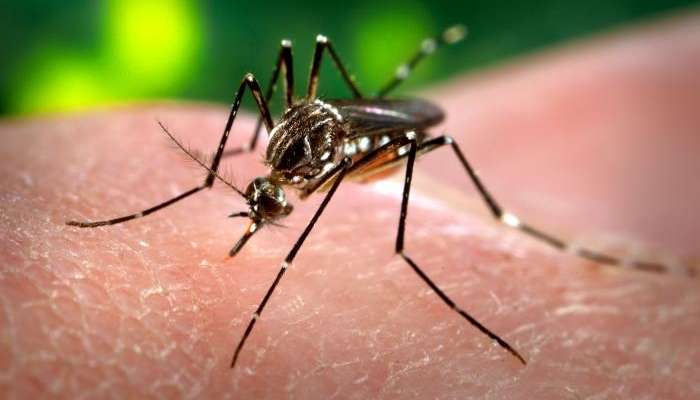 Aedes aegypti komar