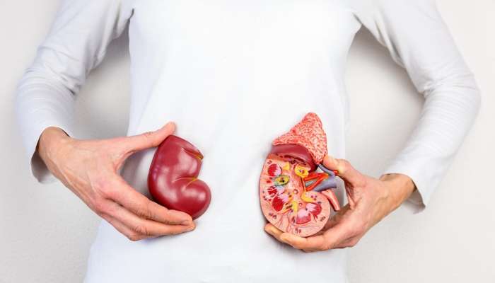 ledvice, ženska, notranji organi, presaditev