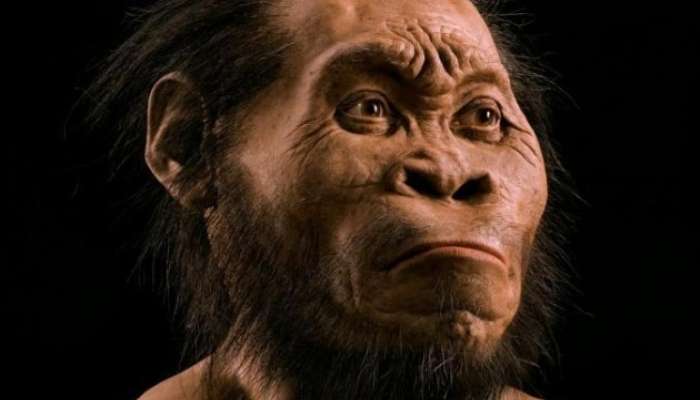 homo naledi