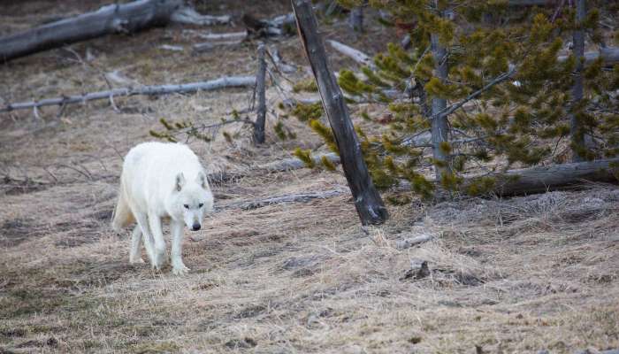 Volk, Yellowstone