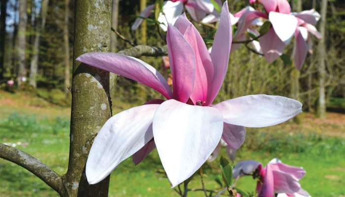 magnolije