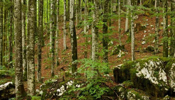 triglavski narodni park, bukov gozd