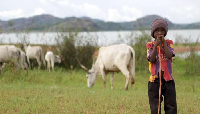 pastir, kajuru, fulani