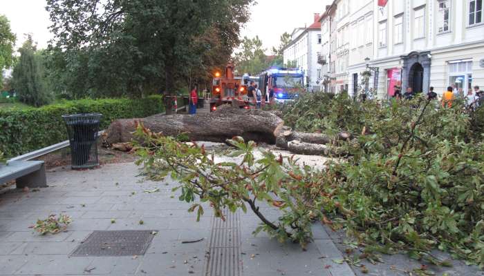 podrt kostanj na Bregu ob Ljubljanici, drevored, Breg, Ljubljana