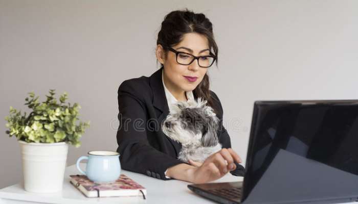 beautiful-young-business-woman-working-her-dog-office-looking-laptop-smiling-85980469