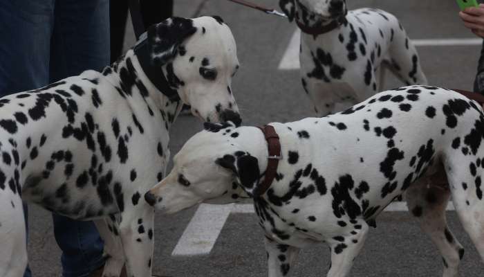 Najbolj pikčast dan pred prenovljeno trgovino Mr. Pet