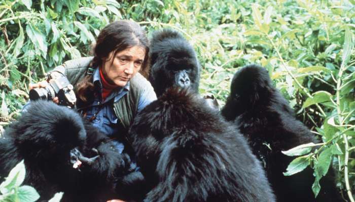 Dian fossey