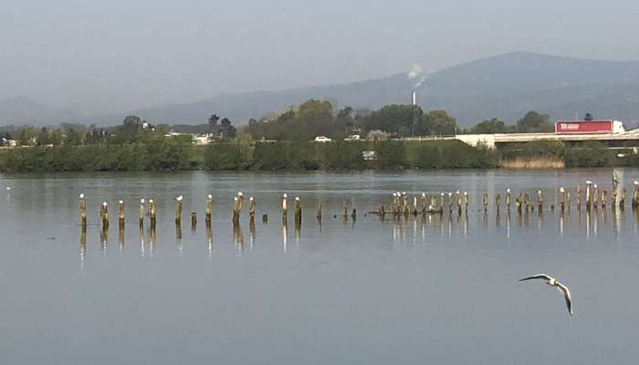 Ptujsko jezero, rečni galebi