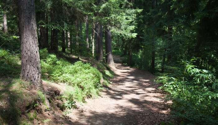 gozdna pot